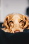 Check Up With Blum: Coronavirus and Pets