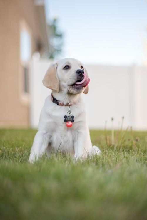 What Toys Can I Leave In My Puppy's Crate? - The Savvy Sitter