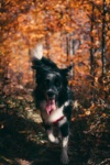 Autumn Safety Guide for Dogs
