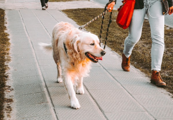 can you bring dogs to city walk