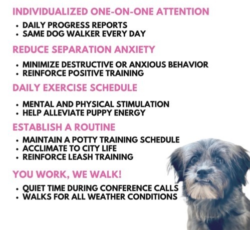 Dog Walking For Your Puppy - Windy City Paws