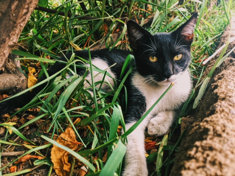 Outdoor cat harassing indoor cat sale