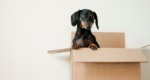 Home Sweet New Home: Moving With Your Pet