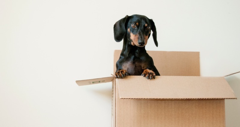 Moving With Your Pet