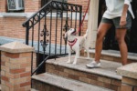 You Work. We Walk!: Choosing the Right Walk Duration for your Dog