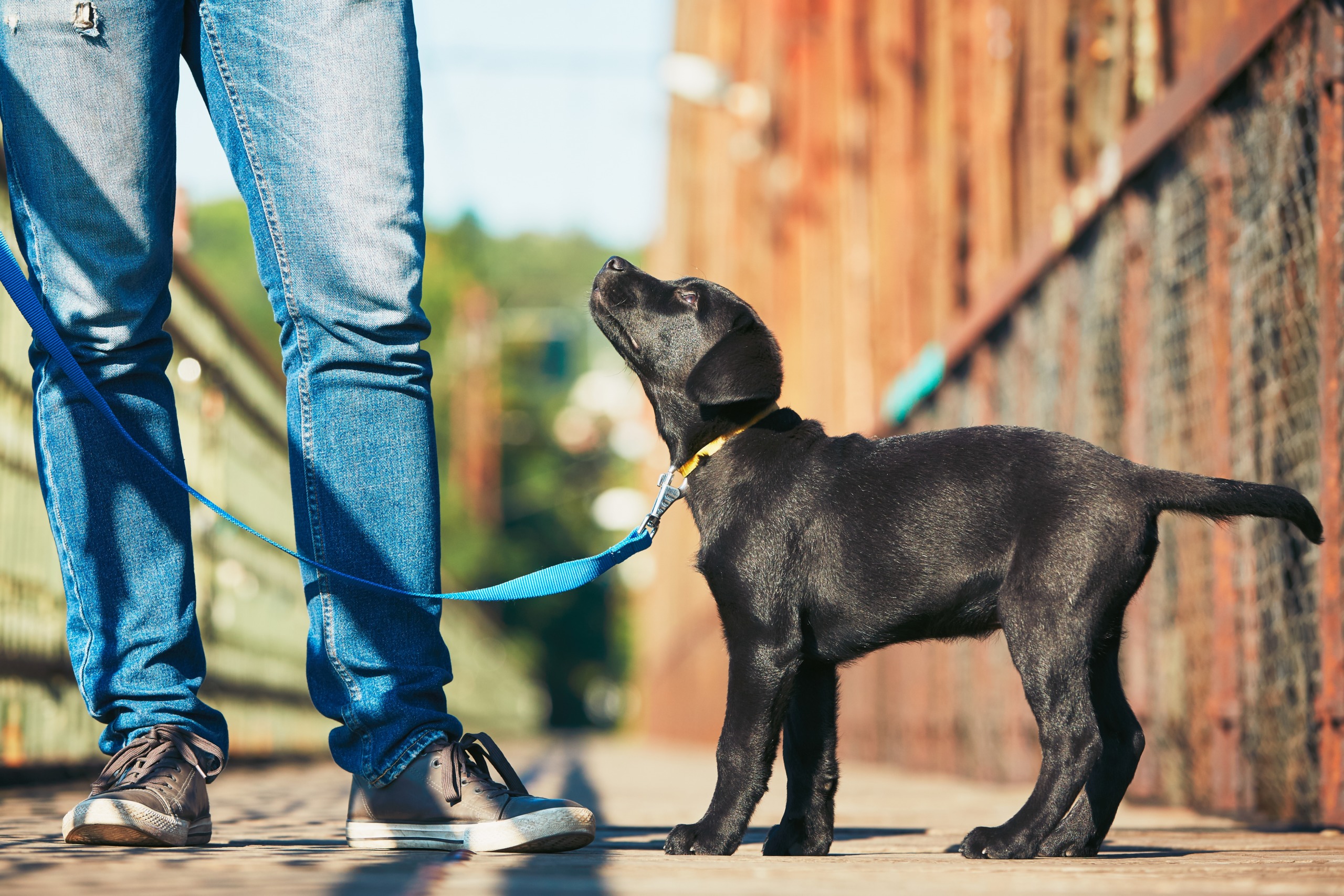 training dog walk on leash