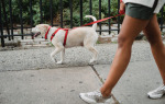 Dog Walking Etiquette for Cities