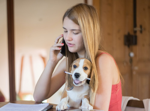 how-do-i-register-my-dog-in-chicago-windy-city-paws