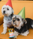For He’s A Jolly Good Puppy: Where to Find Dog-Friendly Birthday Cakes in Chicago