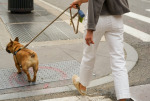 The Metropolitan Pup: Best Places to Walk your dog in Chicago by neighborhood
