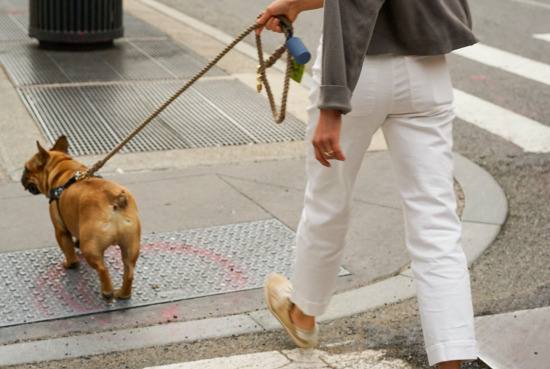 Great places to walk your outlet dog