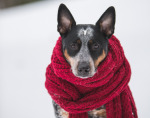 Winter Wonder-Dogs: Does my dog need winter gear?