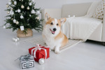 Bark the Halls! Holiday Gifts and Winter Activities for Dogs in Chicago