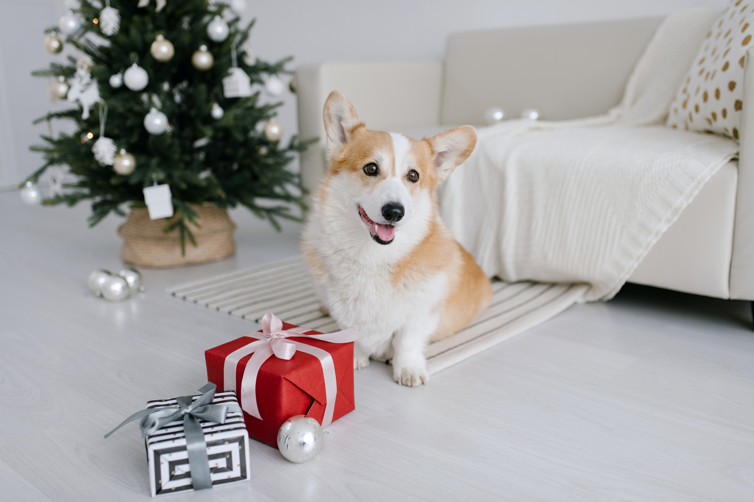 Giving a Puppy as a Gift: What you need to know about Christmas