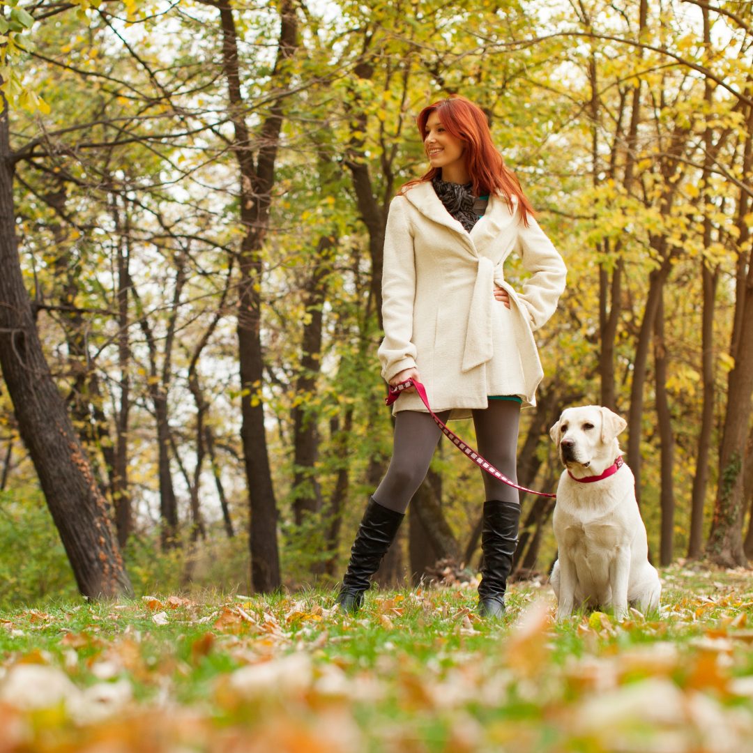 Chicago Dog Friendly Fall Events Windy City Paws